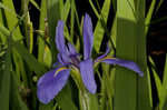 Giant blue iris